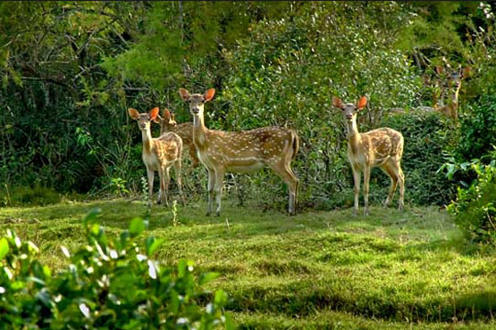 Simlipal National Park