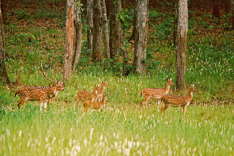 Simlipal National Park